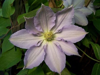 Clematis BESKIDZKI ANIOŁ Powojnik wielkokwiatowy /C2