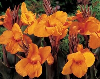 Kanna WYOMING Paciorecznik Canna indica /C3
