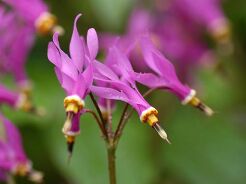 Bożykwiat Meada Pierwiosnek Meada Dodecatheon - MIX kolor 10szt. nasion