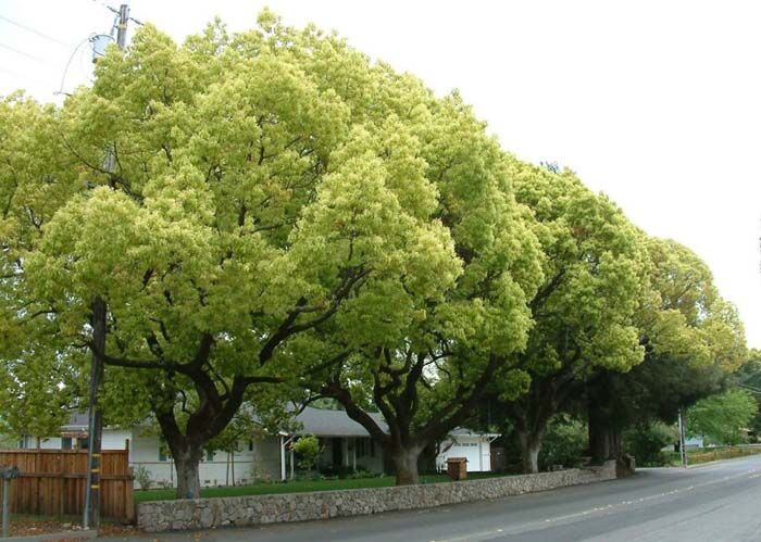 Cynamonowiec kamforowy Drzewo kamforowe, Kamforowiec Cinnamomum camphora C2/120cm