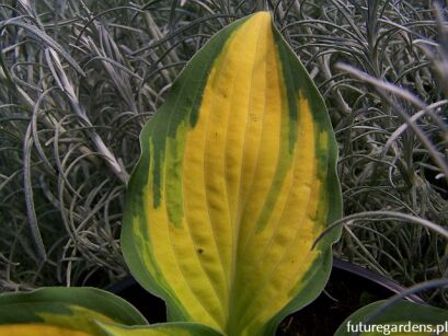 Hosta ORANGE MARMALADE Funkia /C2