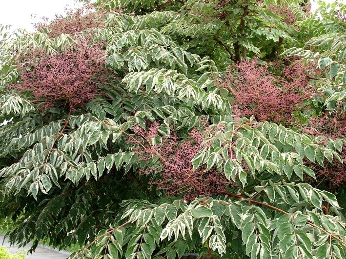 Aralia elata AUREOVARIEGATA syn.Golden Umbrella C7,5/30-40cm *K15