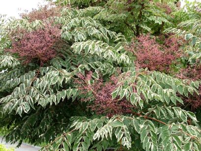 Aralia elata AUREOVARIEGATA syn.Golden Umbrella C7,5/30-40cm *K11