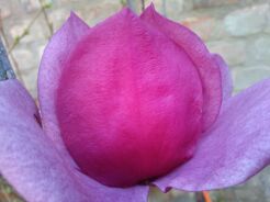 Magnolia CLEOPATRA® C7,5/80-100cm *T53