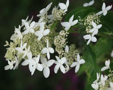 Hortensja wiechowata PRAECOX  Hydrangea paniculata 