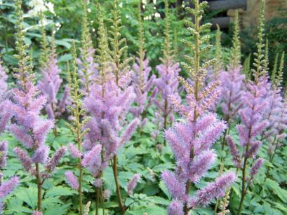 Tawułka chińska PUMILA Astilbe chinensis /P9 *K25