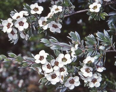Manuka zw.Drzewko herbaciane Leptospermum namadgiense C3/80-100cm *K8