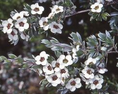 Manuka zw.Drzewko herbaciane Leptospermum namadgiense C3/80-100cm *K14