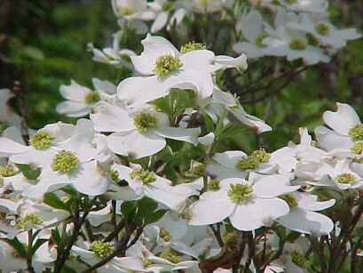 Dereń kousa 'Girard`s Dwarf'  Cornus kousa  synonim 'Girard`s Nana'