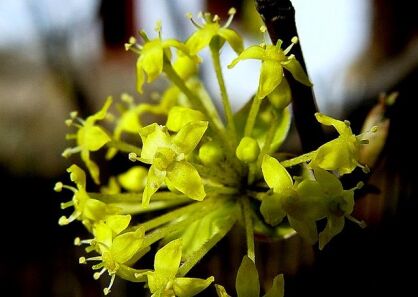 Dereń jadalny ALBA Cornus mas Cornelian-Cherry