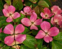 Dereń kwiecisty RED PYGMY® 'Rutnut' Cornus florida C5/60-80cm *K5