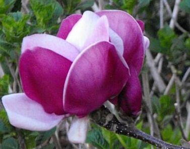 Magnolia CAMEO® C3/60-100cm *T39