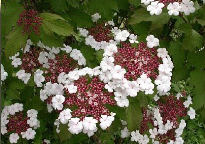 Kalina Sargenta ONONDAGA Viburnum sargentii C3/30-40cm *K17