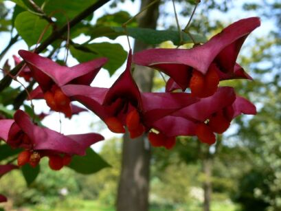 Trzmielina wielkoskrzydła Euonymus macropterus C10/Pa100-120cm *6