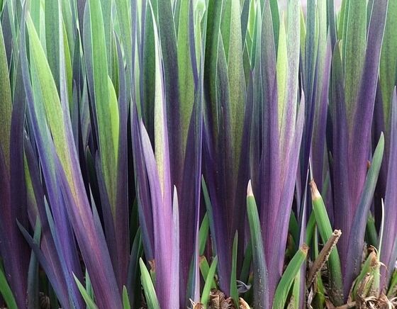 Kosaciec różnobarwny DARK AURA Irys Iris versicolor /C2 *K1