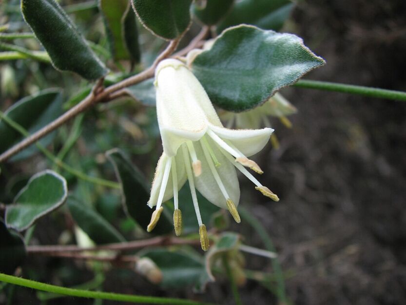 Correa backhouseana C2/20cm