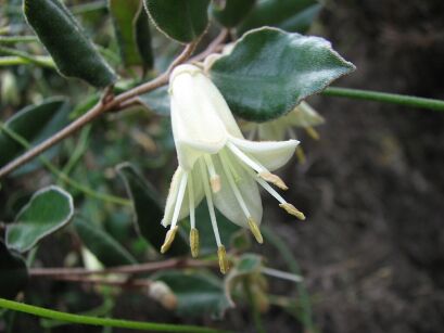 Correa backhouseana C2/20cm