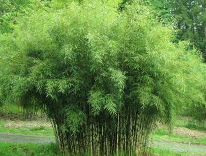 Bambus parasolowaty SIMBA Fargesia murielae C5/50-60cm