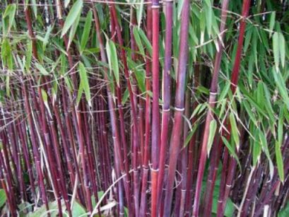 Bambus czerwony Fargesia specias JIUZHAIGOU nr1 Red bamboo C5/80cm *K6