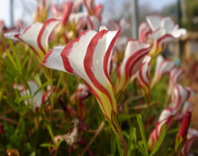 Szczawik różnobarwny  Oxalis versicolor