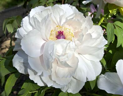 Piwonia drzewiasta BIAŁA (XUE TA) Peonia suffruticosa /P14 *K14