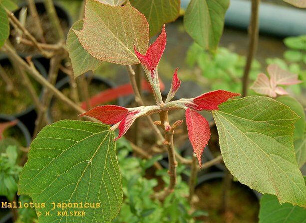  Mallotus japonicus syn.Croton japonicum C4/1m *K12