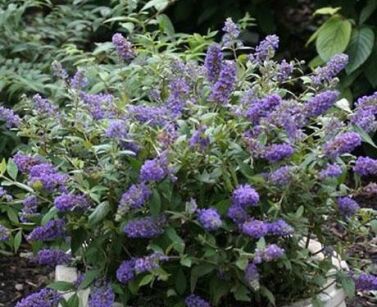 Budleja karłowa 'BLUE CHIP'® Buddleja /C3