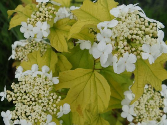 Kalina koralowa PARK HARVEST Viburnum opulus C2/40cm 