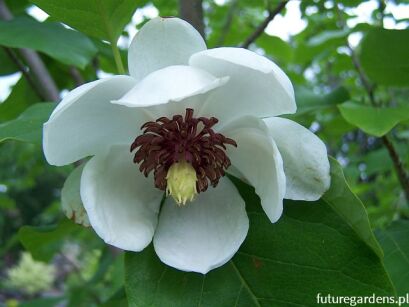 Magnolia sieboldii PRIDE OF NORWAY C5/80-120cm *TS/L