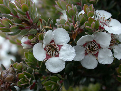 Manuka SILVER SHEEN in.Drzewko herbaciane Leptospermum lanigerum C7,5/60cm *G