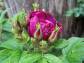 Róża pomarszczona SCARLET PAVEMENT® Hybrid rugosa