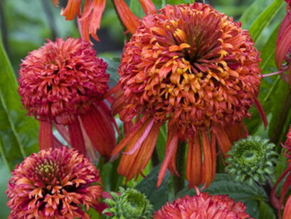 Jeżówka METEOR RED Echinacea /C2