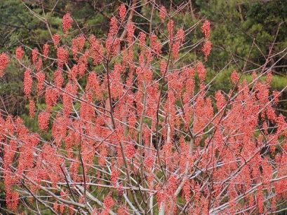Idesja wieloowocowa Idesia polycarpa var.vestita C5/60-80cm *T29