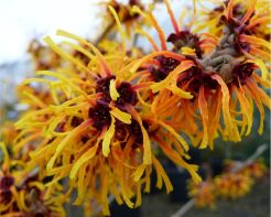 Oczar pośredni ORANGE PEEL  Hamamelis x intermedia 