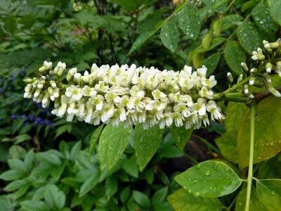 Makia amurska Maackia amurensis C5/80-100cm *TL