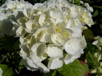 Hortensja ogrodowa Everbloom White Wonder 'White Ball'  Hydrangea macrophylla 