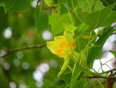 Tulipanowiec karłowy ARDIS Liriodendron tulipifera C5/60-80cm