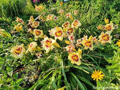 Liliowiec EL DESPERADO Hemerocallis 