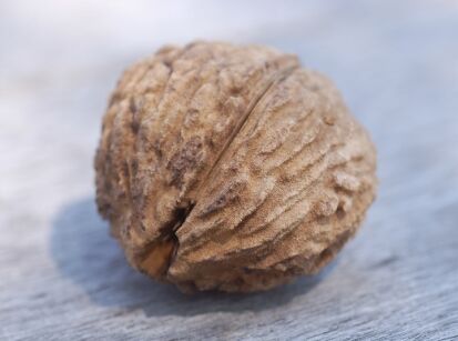 Orzech czarny Juglans nigra C10/1,4m *K15