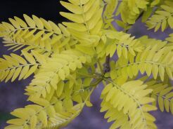 Glediczja trójcierniowa SUNBURST Gleditsia triacanthos C5/1,2m *TL