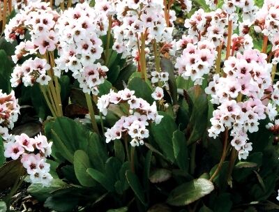 Bergenia zimozielona DRAGONFLY ANGEL KISS /P9 *7F