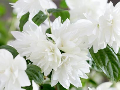 Jaśminowiec karłowy PEARL OF PERFUME® 'G15097' Philadelphus C3/30-60cm *K17
