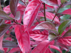Kalina hillieri WINTON na  PNIU Viburnum hillieri C15/Pa100cm