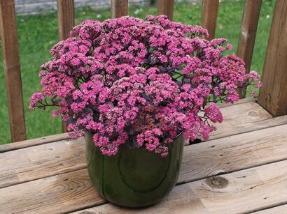 Sedum SunSparkle® 'Firecracker' PBR Rozchodnik /C2