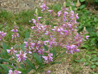 Desmodium canadense /P9 *K8