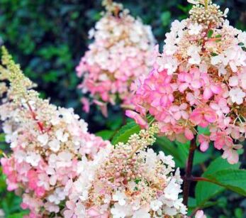 Hortensja bukietowa UNIQUE Hydrangea paniculata C2/C3