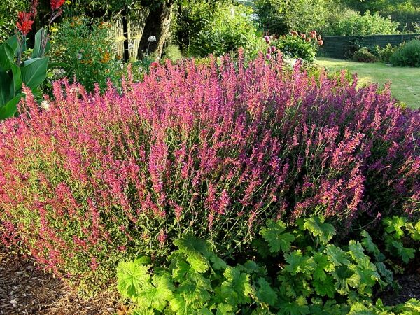 Kłosowiec ROSIE POSIE Agastache /C2,5