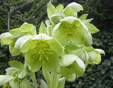 Ciemiernik korsykański GREEN DWARF Helleborus argutifolius /C2 *K7