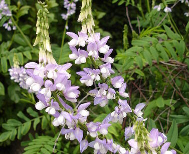 Rutwica lekarska Galega officinalis /C4 *K7