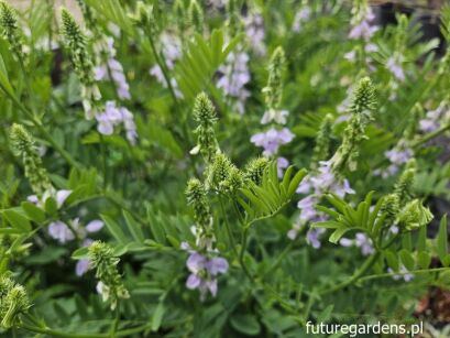 Rutwica lekarska Galega officinalis /C4 *K7
